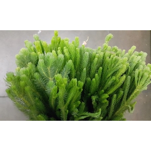 Greens - Brunia Albigreen (foliage only)