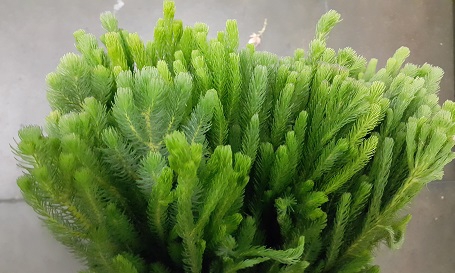 <h4>Greens - Brunia Albigreen (foliage only)</h4>
