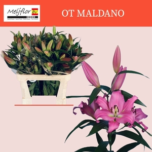 LILIUM (OT-. MALDANO