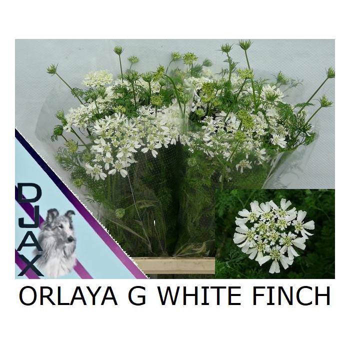<h4>Orlaya G White Finch</h4>