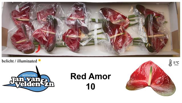 ANTH A RED AMOR
