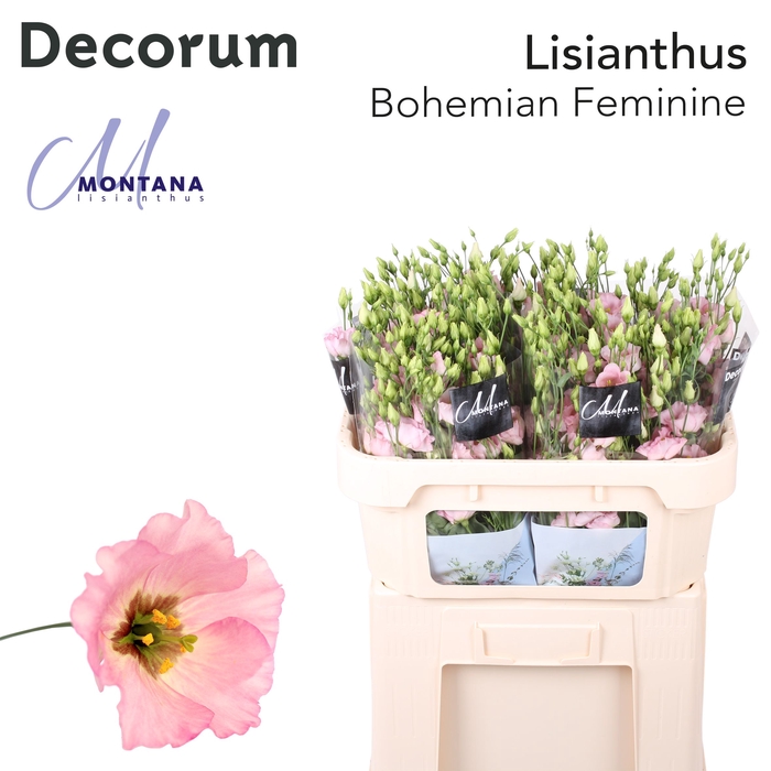 <h4>Lisianthus si bohemian pink</h4>