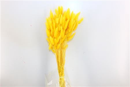 <h4>Dried Lagurus Yellow Bunch Poly</h4>