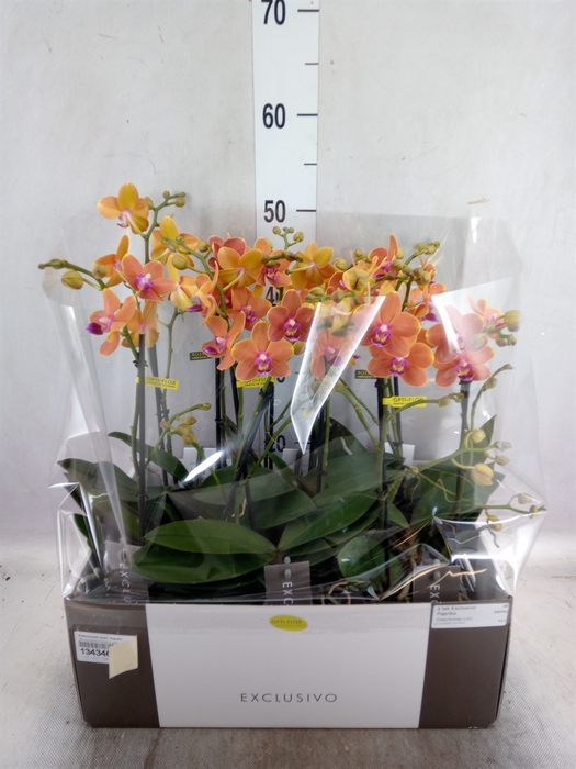 Phalaenopsis multi. 'Paprika'