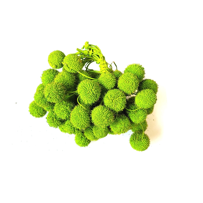 <h4>Small ball per bunch in poly Light Green</h4>