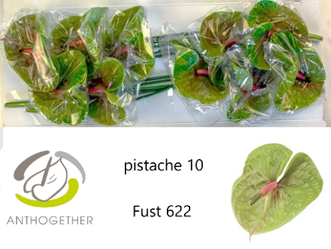 <h4>Anthurium pistache</h4>