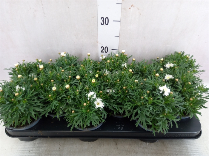 <h4>Argyranthemum  'Madeira White'</h4>