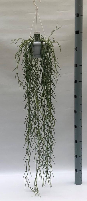 Hoya linearis 12Ø 80cm