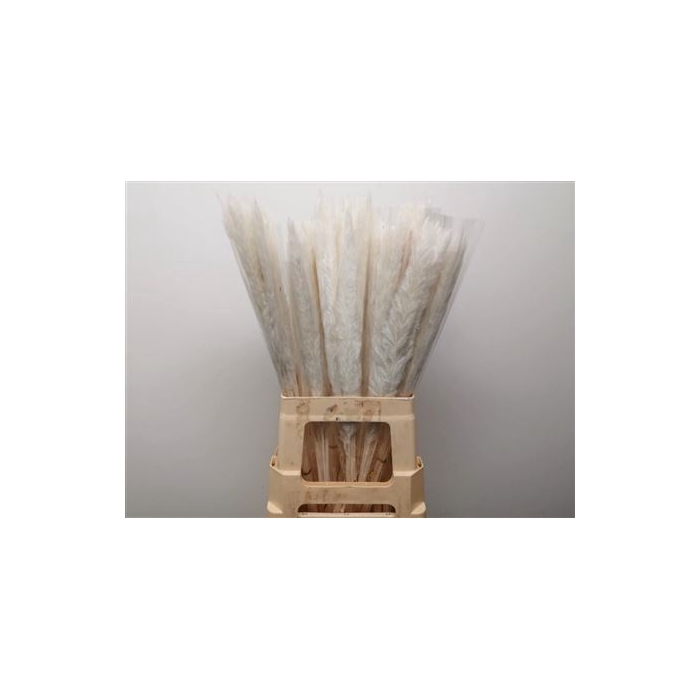 <h4>Dried Pampas Fluffy Bleached</h4>