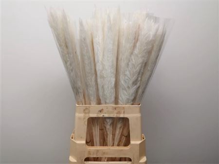 <h4>Dried Pampas Fluffy Bleached</h4>