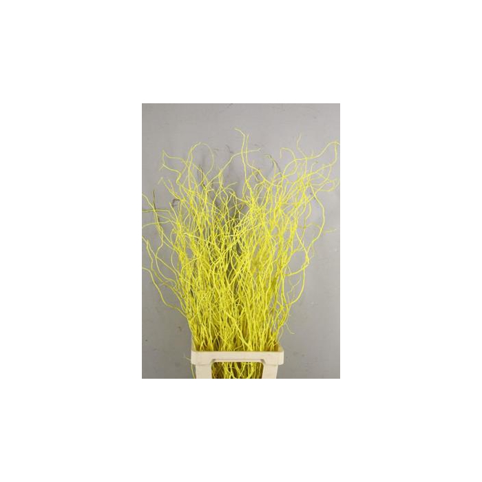 <h4>Salix Tortuosa Yellow</h4>