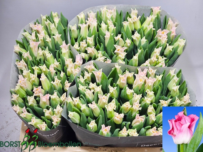 <h4>Tulipa (Cor. (Coronet Grp) Crown of</h4>