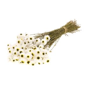 DRIED FLOWERS - ACROCLINIUM WHITE NATURAL