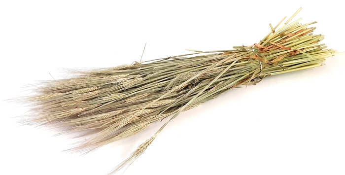 DRIED FLOWERS - HORDEUM FROSTED WHITE