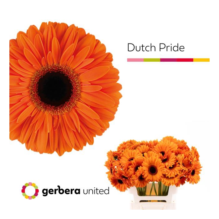 <h4>Ge Gr Dutch Pride</h4>