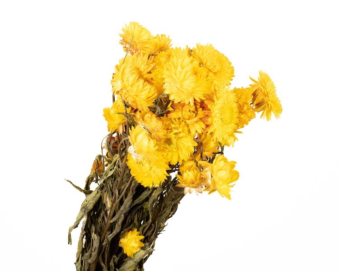 <h4>Helichrysum Yellow</h4>