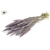 Polypogon per bunch frosted milka