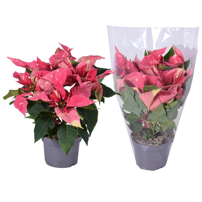 <h4>Euphorbia Glitter roze/wit blanco hoes</h4>