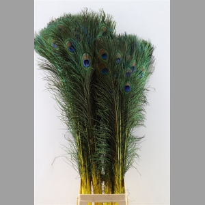 Feather Peacock L90-100 Naturel Yellow