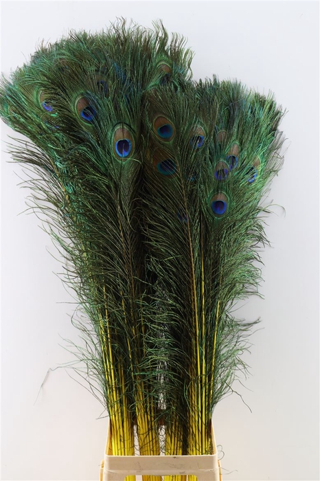 <h4>Feather Peacock L90-100 Naturel Yellow</h4>