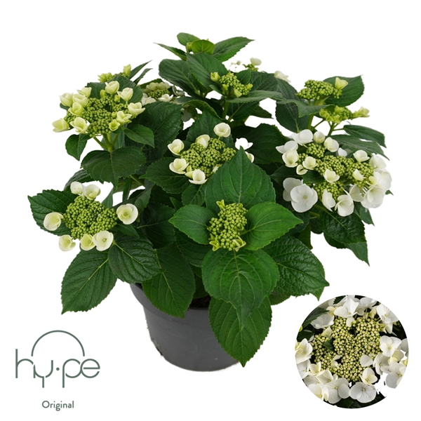 <h4>Hydrangea Lacecap White 7+ | Hy-pe Original</h4>