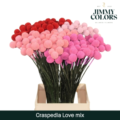 <h4>Craspedia L70 Klbh. Love Mix</h4>