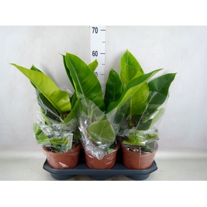 Philodendron  'Imperial Green'