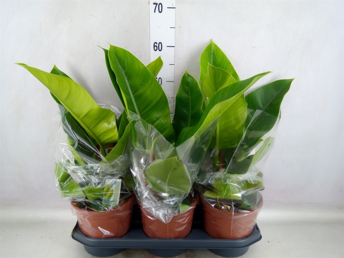 Philodendron  'Imperial Green'