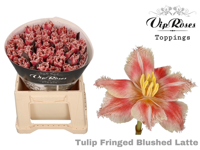 <h4>Tulipa fr paint blushed latte</h4>