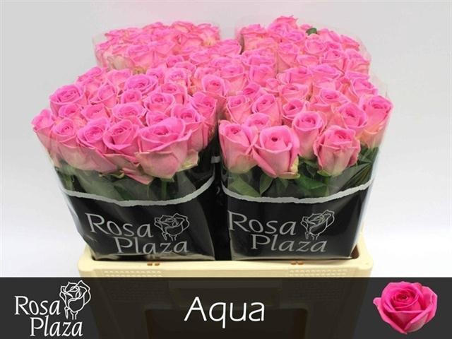Rose Aqua