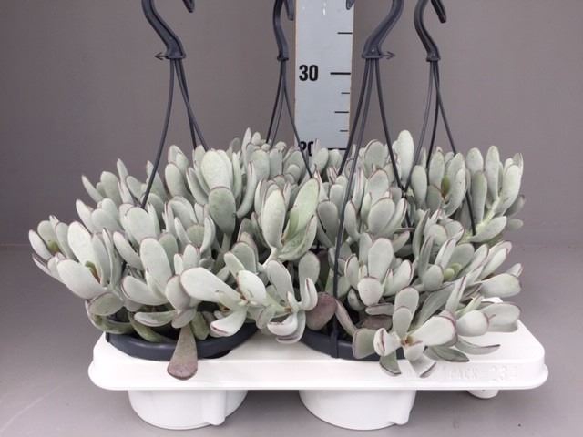 <h4>Cotyledon Coral</h4>