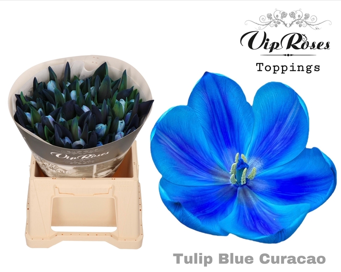<h4>Tulipa si paint blue curacao</h4>