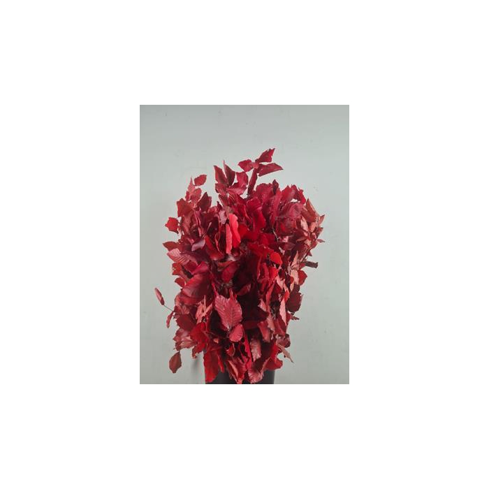 <h4>Pf Beech Leafs Bs Red 150g</h4>