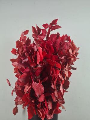 Pf beech leafs bs red 150g