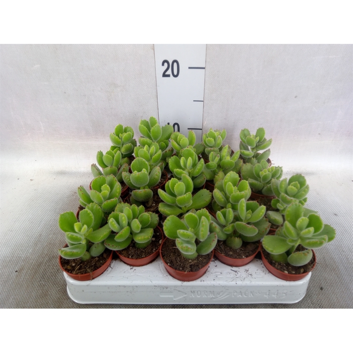 <h4>Cotyledon tome. ladys.</h4>
