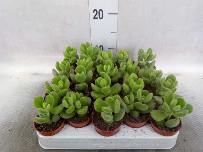 <h4>Cotyledon tome. ladys.</h4>