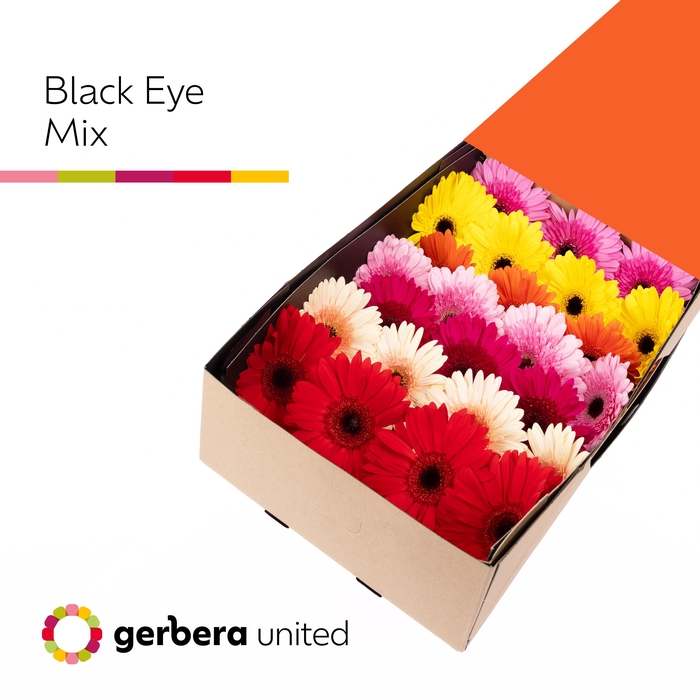 <h4>GE GR Black Eye Mix</h4>