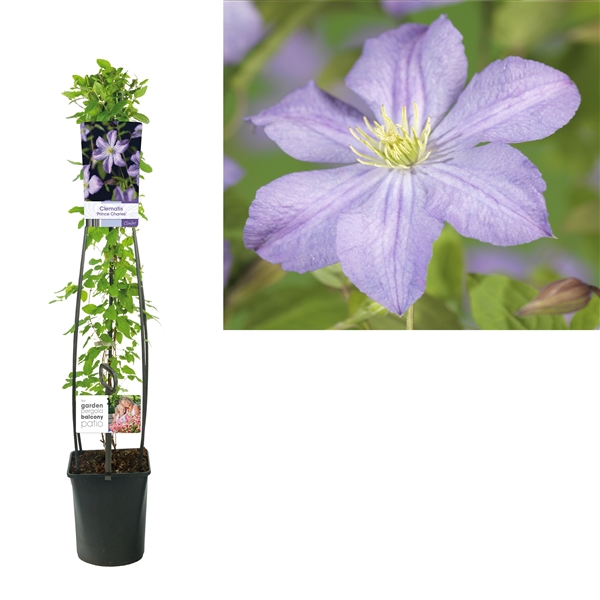 <h4>Clematis 'Prince Charles' +light label</h4>