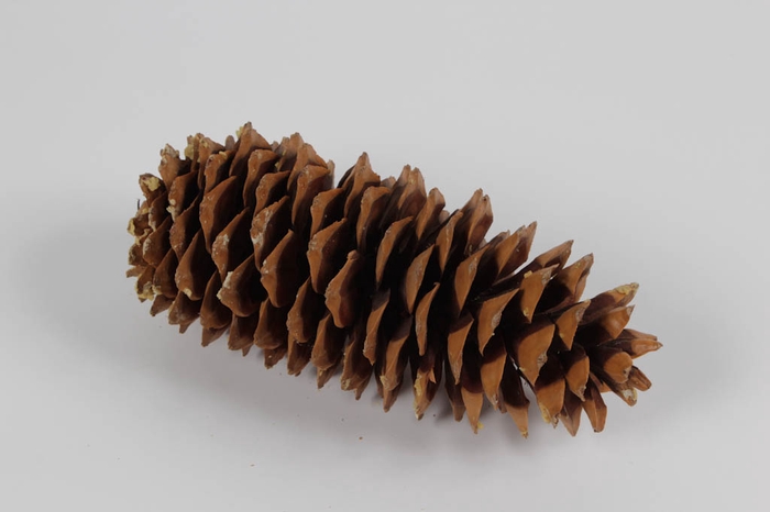 Sugar pine cone natural