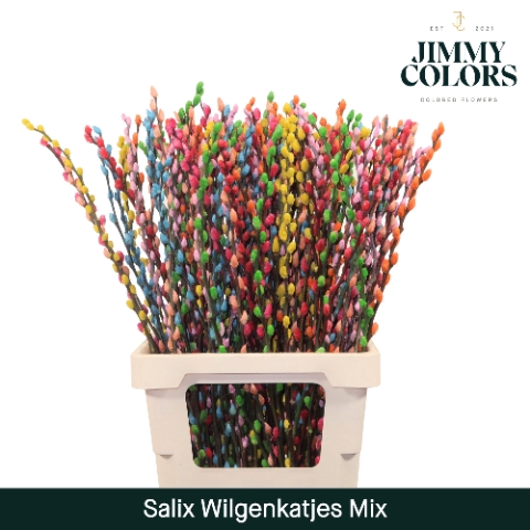 <h4>Salix paint pussy willow mix</h4>