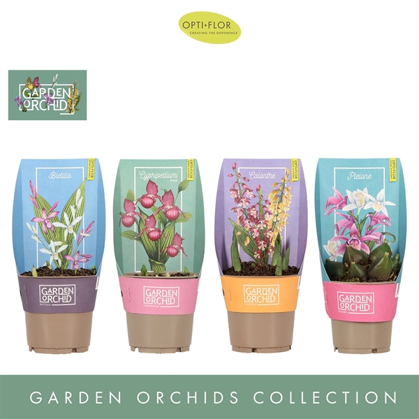 <h4>Garden Orchids 6+ Mix</h4>