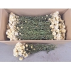 Df Helichrysum White Bs