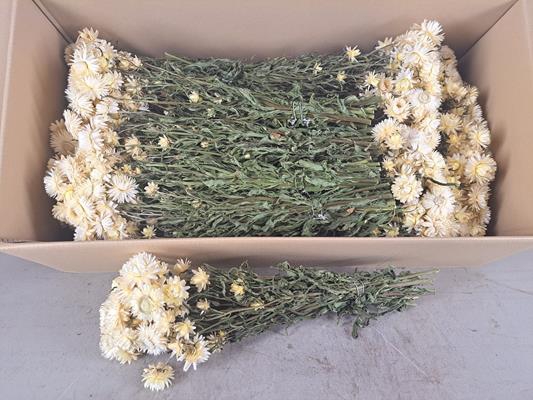 Df Helichrysum White Bs