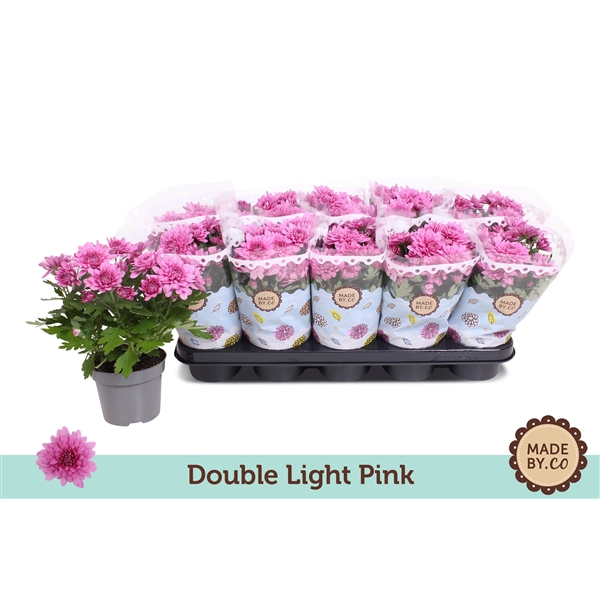 <h4>Chrysant Double Light Pink</h4>