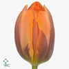 Tulip single Prinses Irene