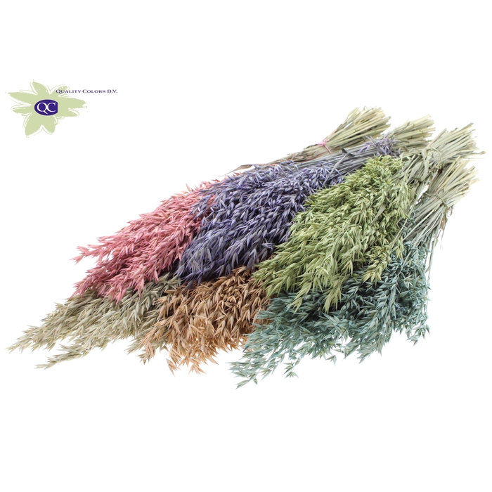 <h4>Avena per bunch Mixed colours Frosted</h4>