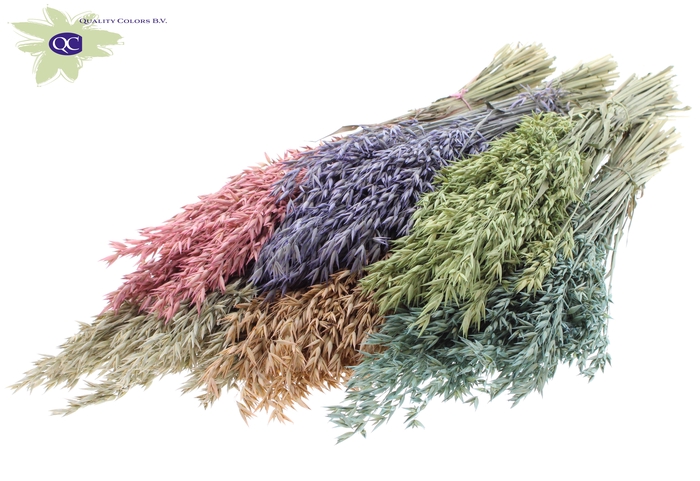 Avena per bunch Mixed colours Frosted