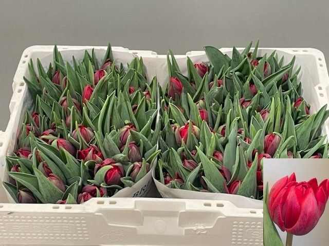 <h4>Tulipa dubb. (Double Late Grp) Red</h4>