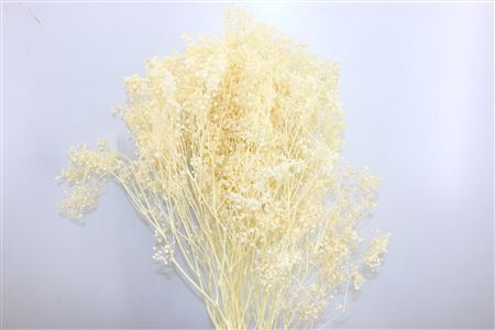 <h4>Dried Gyps Bleached Bunch</h4>