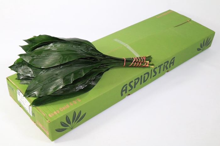 Leaf aspidistra per bunch
